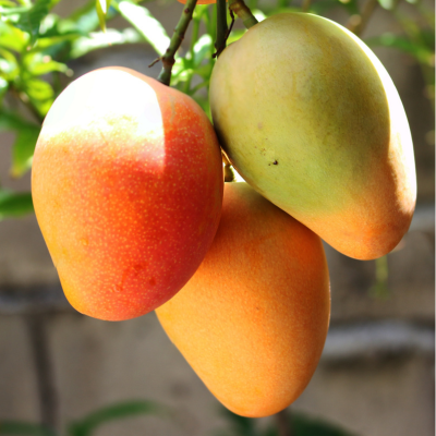 Mango Fruit Plant